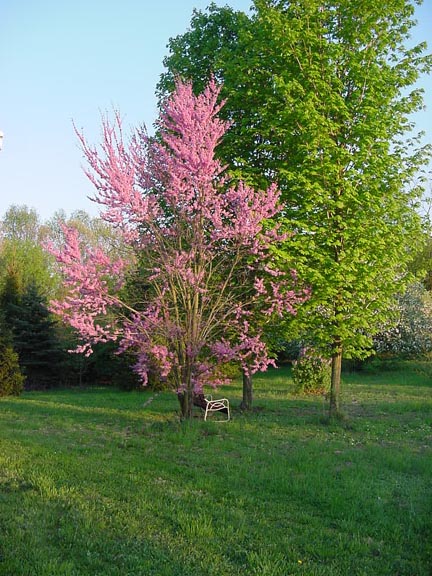  Springtime at home in Perry County