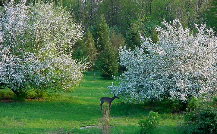  Springtime at home in Perry County