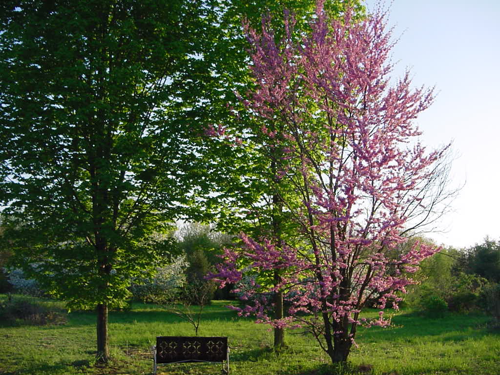  Springtime at home in Perry County