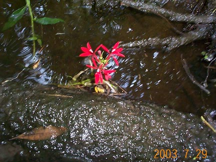 Webb Creek.