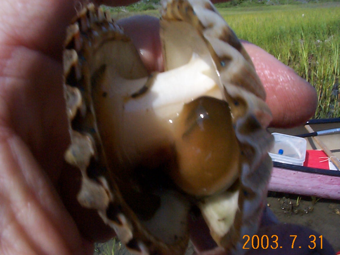 Bogue Sound Clamming.
