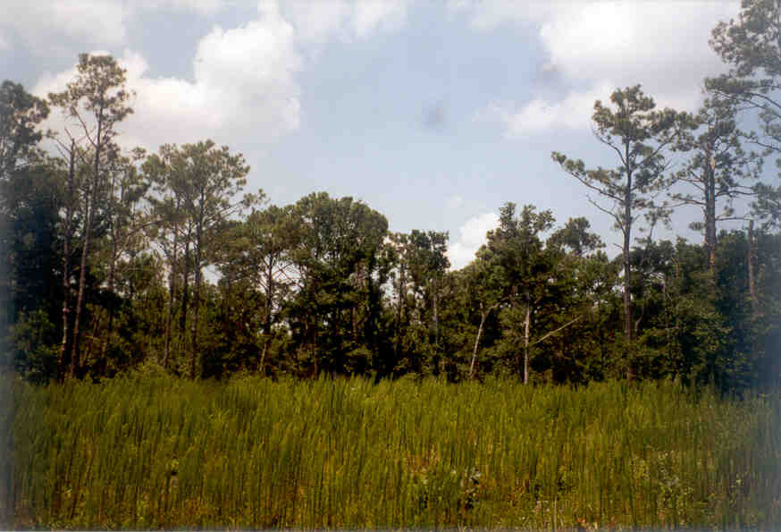 View of ot in July 2000.