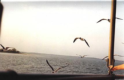 Seagulls from the Mystery cruise.