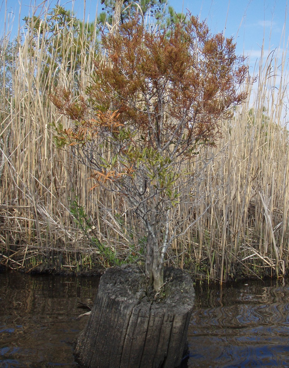 Southwest Creek kayak trip.