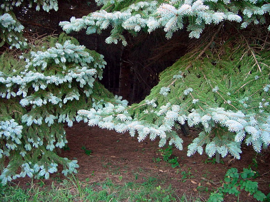 This is our Spruce Cave.!!