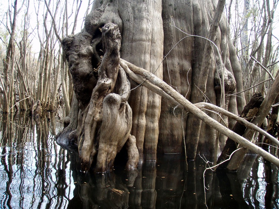  Waccamaw River.