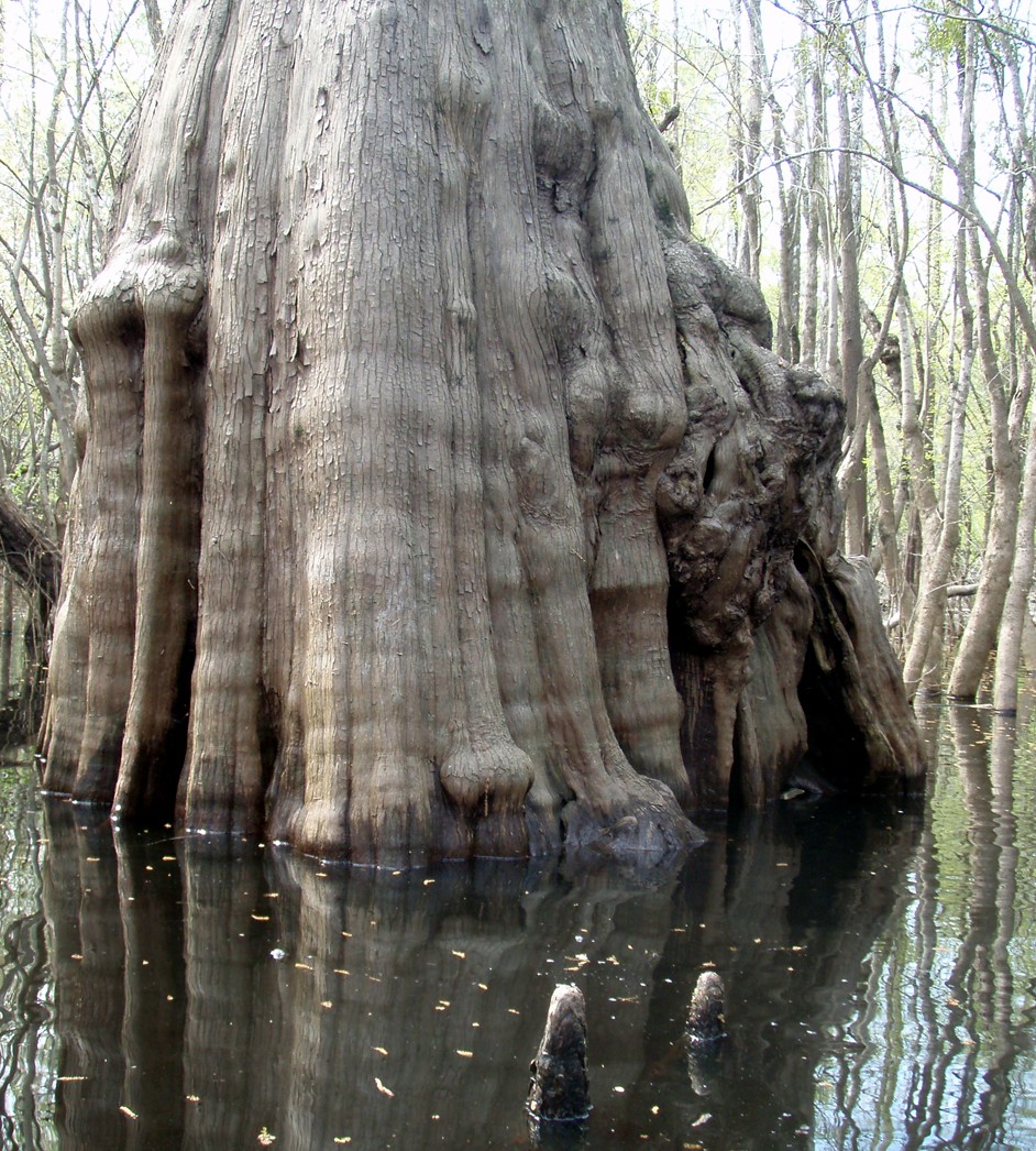  Waccamaw River.