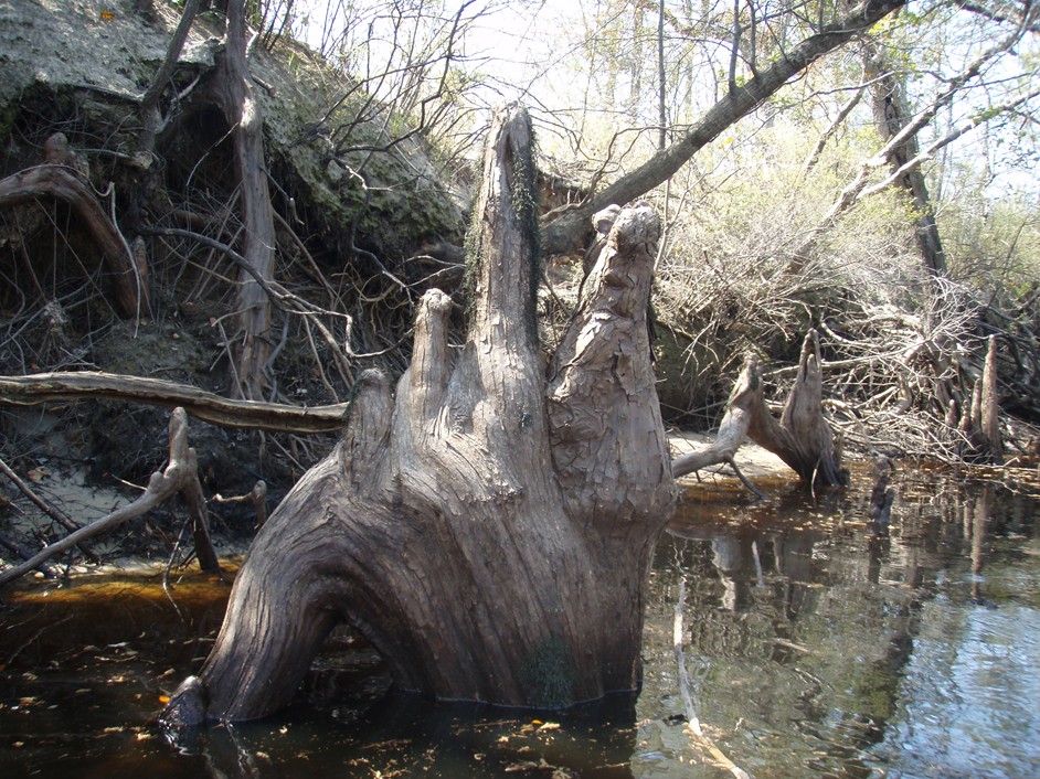  Waccamaw River.