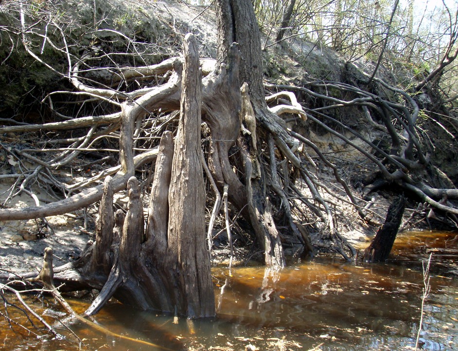  Waccamaw River.