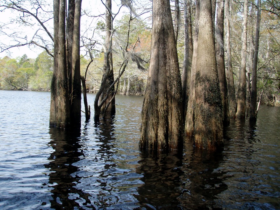  Waccamaw River.