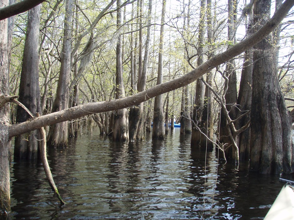  Waccamaw River.