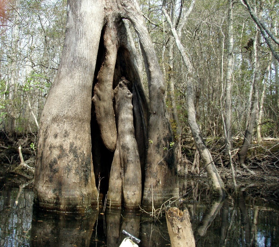  Waccamaw River.