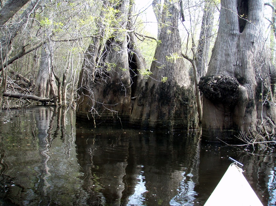  Waccamaw River.