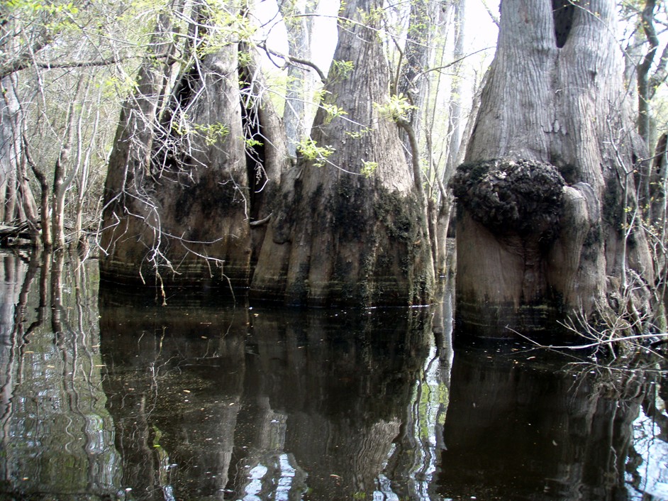  Waccamaw River.