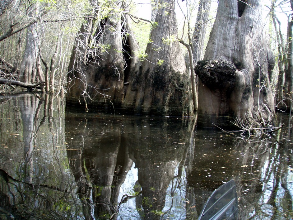  Waccamaw River.