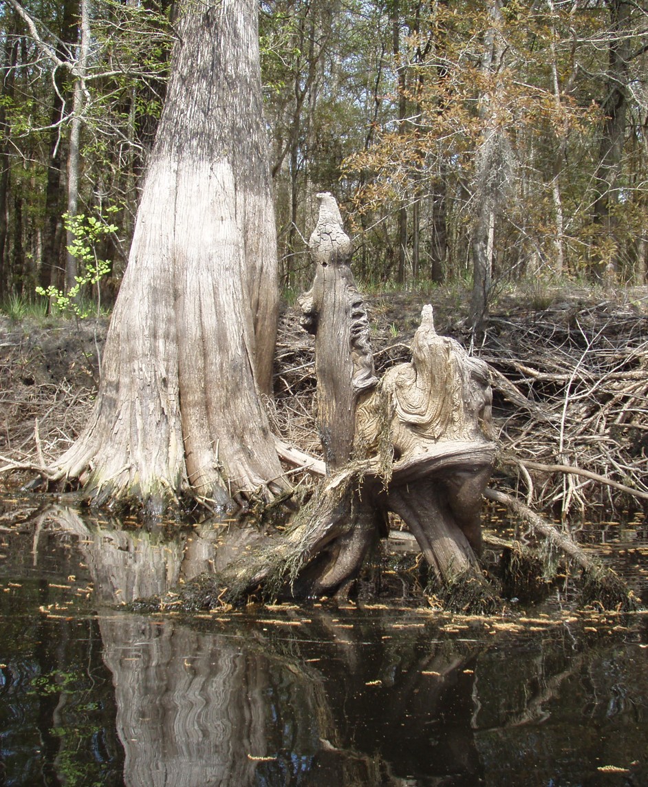  Waccamaw River.