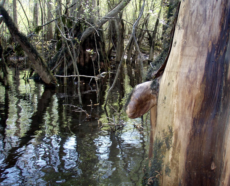  Waccamaw River.