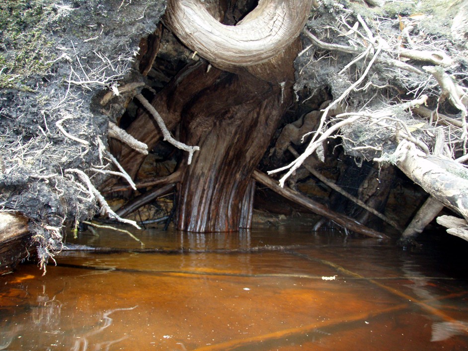  Waccamaw River.