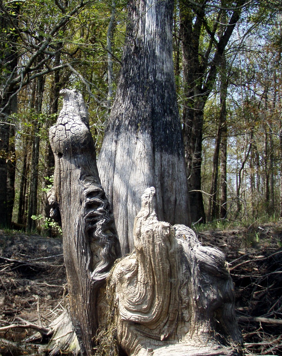  Waccamaw River.