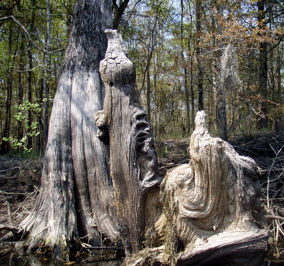  Waccamaw River.