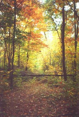 Our backyard woods in the fall